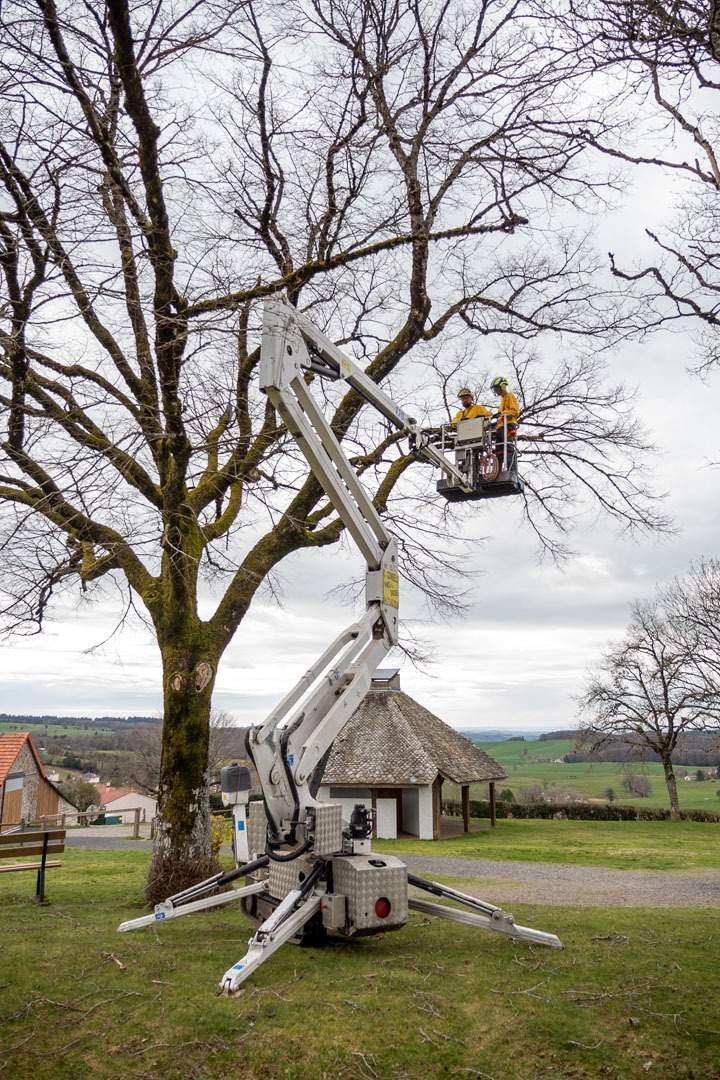 Début élaguage arbre Ytrac