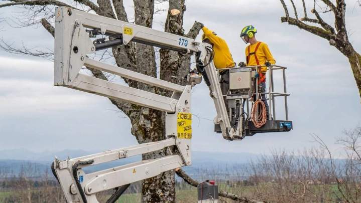 Intervention sécurisée sur arbre de grande hauteur