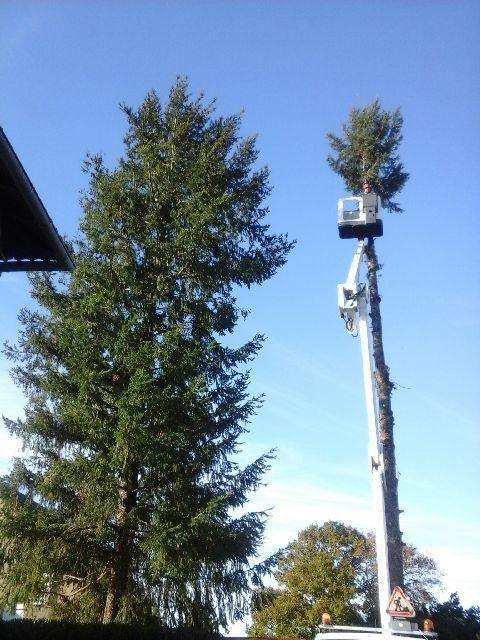 Elaguage très hautes arbres Ytrac
