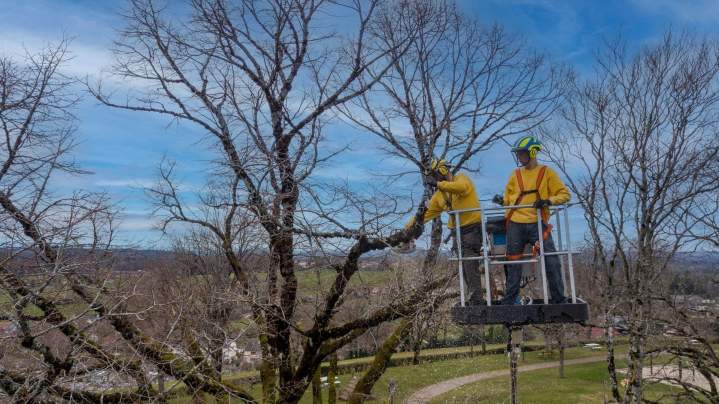 Élagage arbre de grande hauteur Ytrac