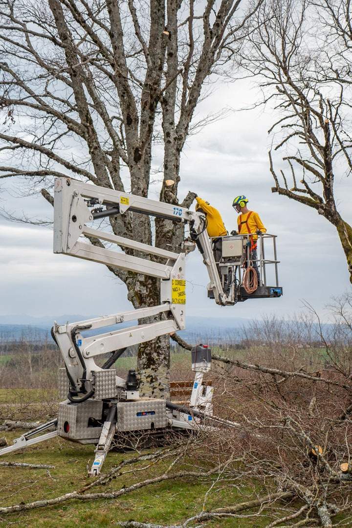 Entretien grande arbre Ytrac