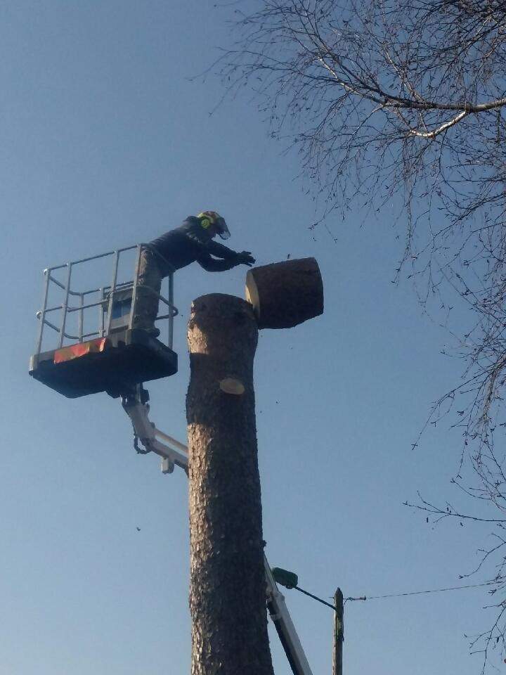 Finalisation élaguage arbre Ytrac